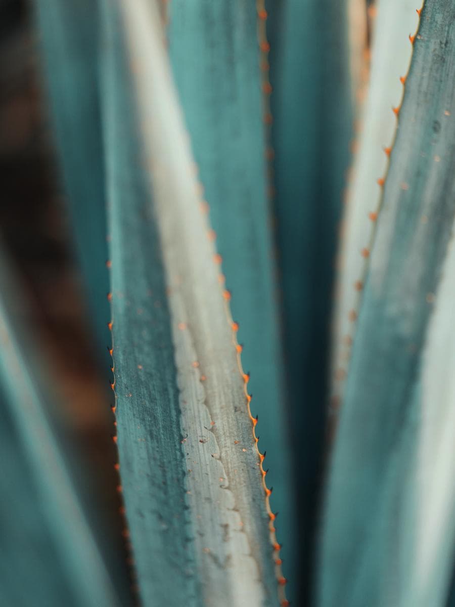 Hojas de agave en detalle