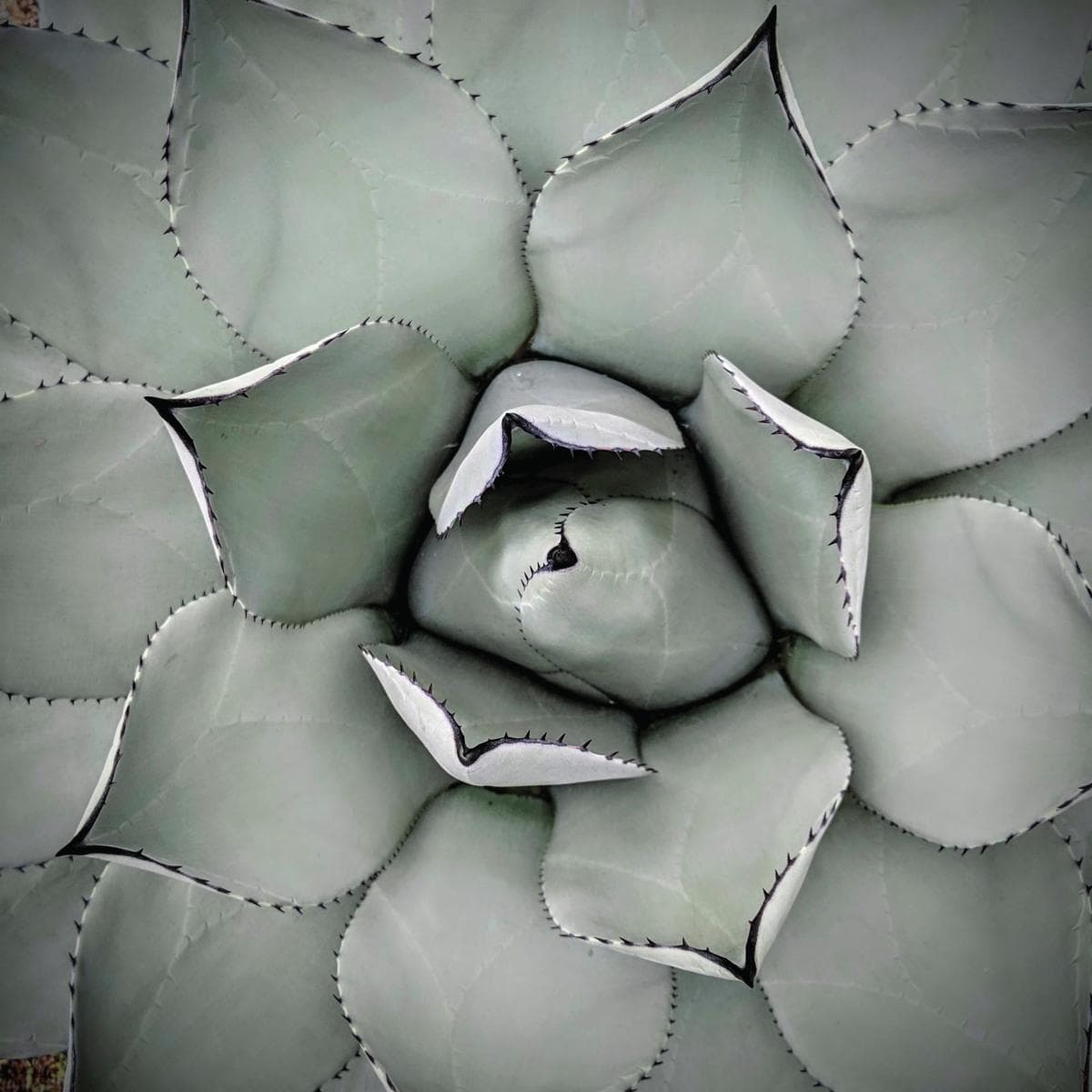 Agave visto desde arriba