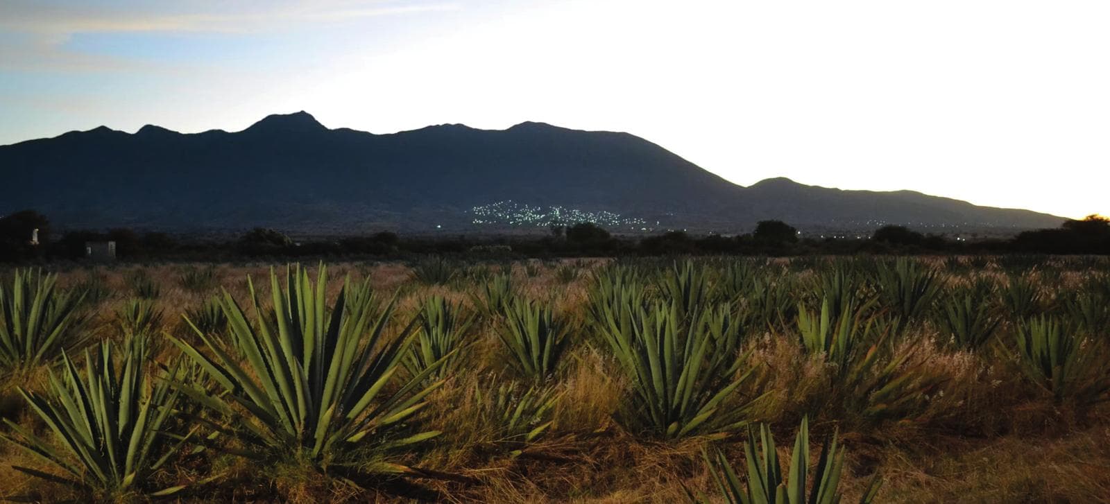 Campo de agaves en Oaxaca al atardecer